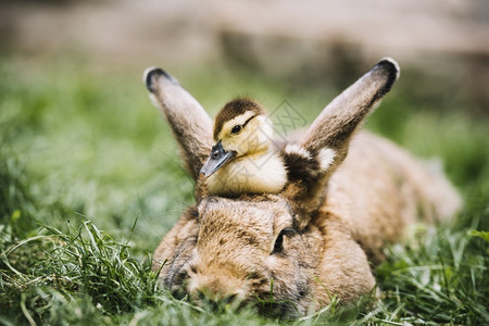 织物空白的野鸭坐在兔头顶绿色草地上高的图片