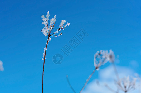 景观春天明亮的草地上霜植物冰晶雪中草对着天空雪中的草对着天空地上的霜图片