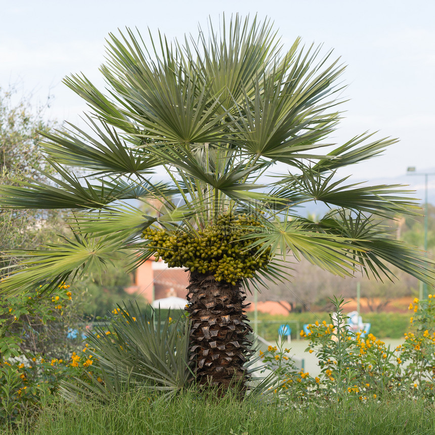 花园里的绿色小棕榈树花园里的绿色小棕榈树景观帕尔梅托植物学图片
