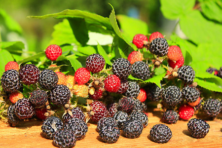 种子覆盆黑草莓有很多浆果黑草莓很多成熟的浆果植物学图片