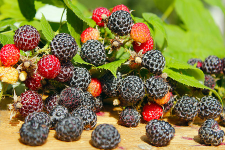 可口黑覆盆子有很多成熟的浆果黑覆盆子有很多成熟的浆果新鲜食用图片