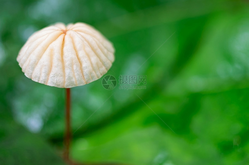白色蘑菇和小红尾丝在森林中白蘑菇室叶的绿色背景上黑暗的神秘菌图片