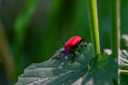荒野横向喷洒消防甲虫食物的叶上喷火甲虫复制图片