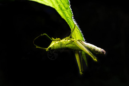 腿绿色的草挂在黑背景叶子上生物漏洞图片