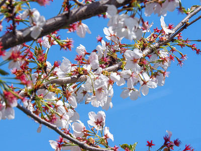 春时的日本樱桃花朵粉色的季节时间图片