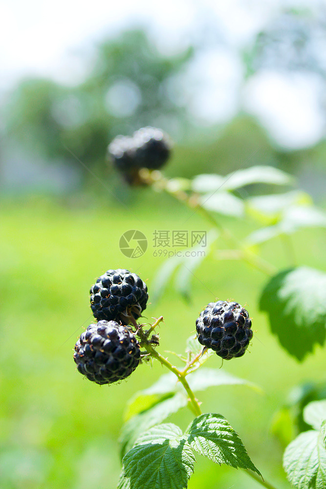 草丛上有很多浆果的黑莓灌木丛上还有一大堆浆果维他命植物学黑色的图片