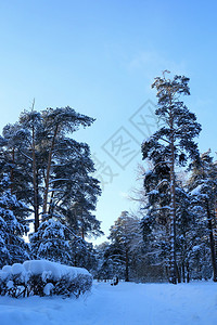 冬天寒冷的新鲜人们在日落时走寒雪的冬季公园里人们在寒雪的冬季公园里走图片