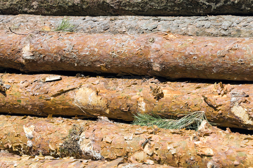食用在收获硬木松树皮和干期间堆积在一起的松树干木工堆积的图片