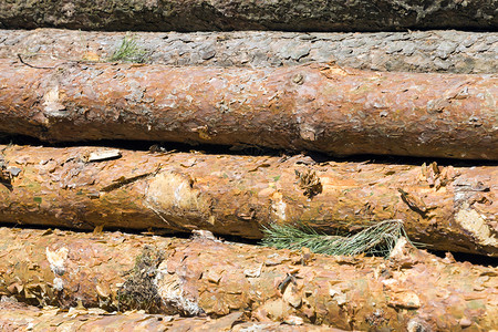 食用在收获硬木松树皮和干期间堆积在一起的松树干木工堆积的背景图片