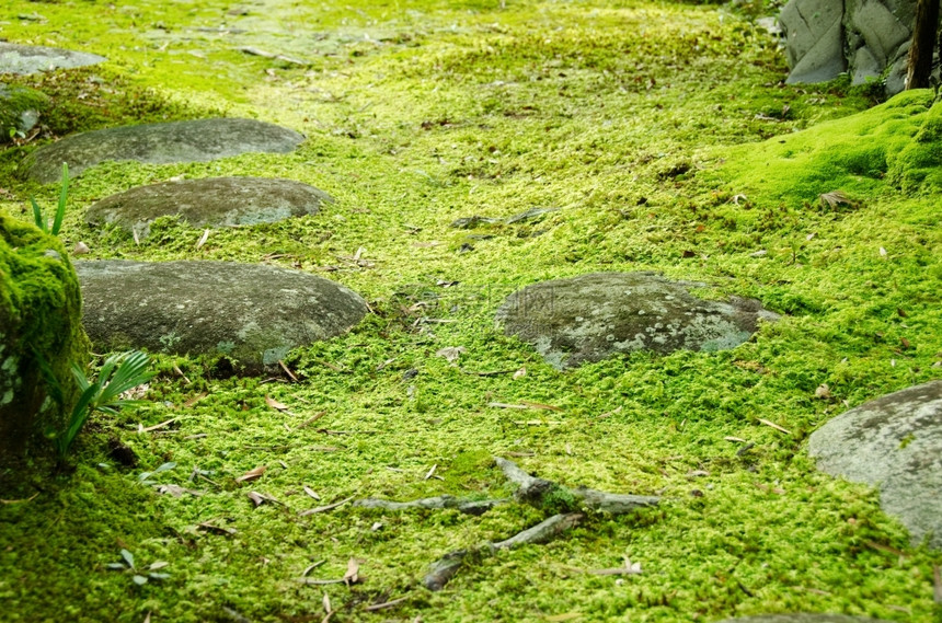 阿尔滕堡以石块和树木在日本花园中关闭一棵有石子和树的苔稼荒野柔软图片