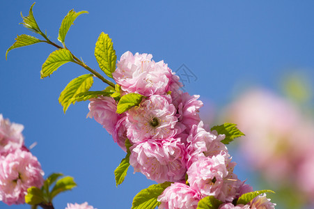 春月时天上闪耀的樱花瓣行进自然高清图片