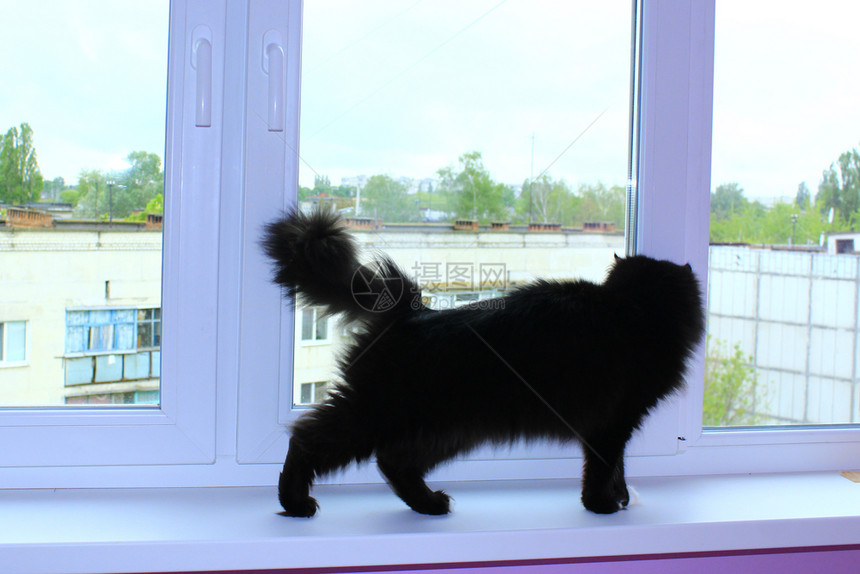 生活黑猫走在窗帘上黑猫走在阳台上的窗子屋男图片