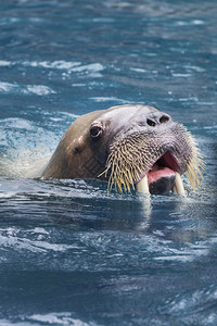 近距离面对在深海水中游泳的雄象豹牙河图片