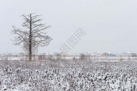 村庄俄罗斯Vladimir地区雪田平原上的干枯松树俄罗斯单身的灰蒙图片