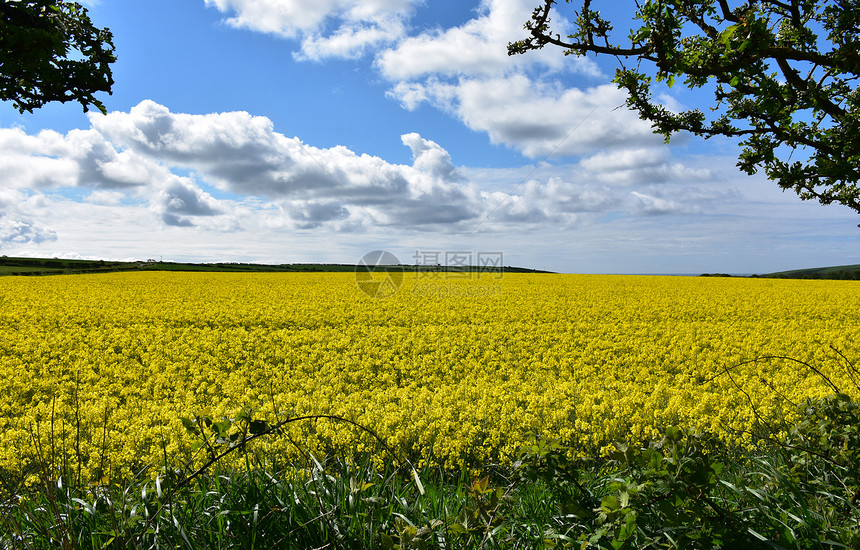 自然英国春日闪耀着盛开的种子人们图片