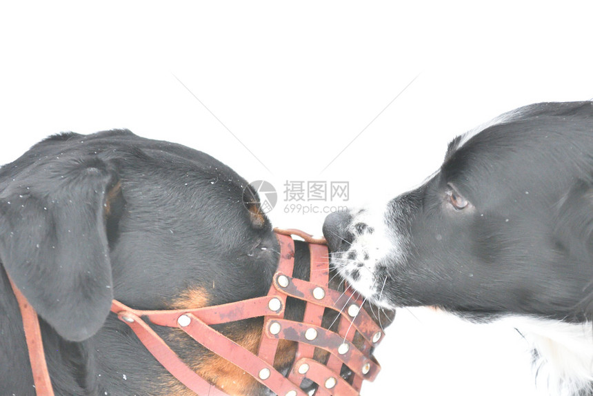 狗喜悦猎犬罗特韦勒和斯帕尼尔人冬天散步图片