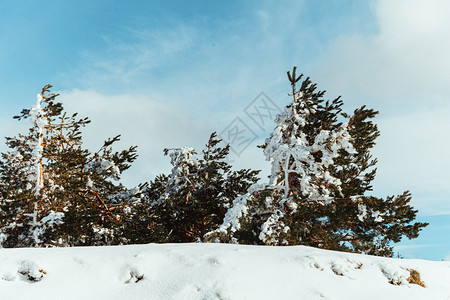 风景天亮时山上的雪覆盖了松树蓝天空笼罩着黄昏自然纯度图片