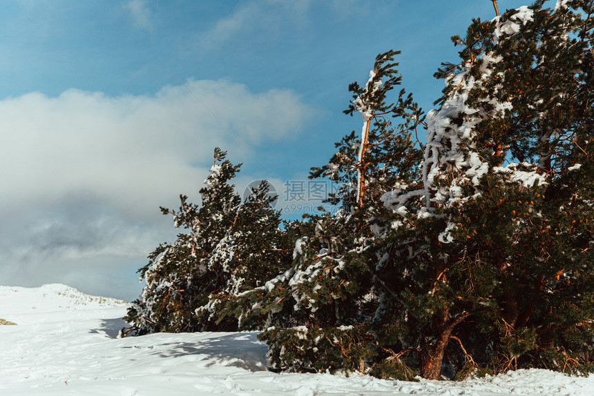 季节明亮的蓝色天时山上雪覆盖了松树蓝天空笼罩着黄昏图片