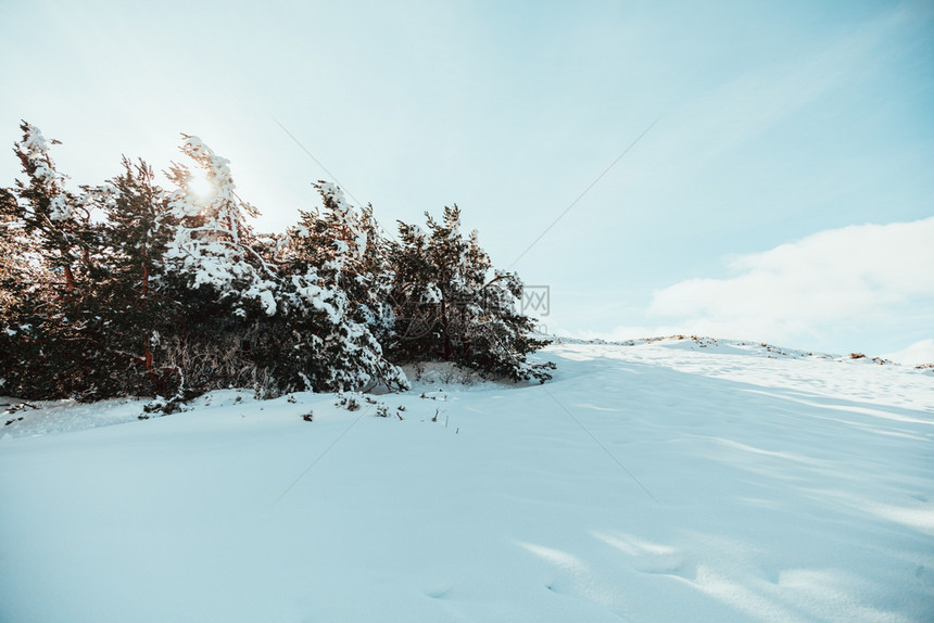 荒野天亮时山上的雪覆盖了松树蓝天空笼罩着黄昏蓝色的森林图片