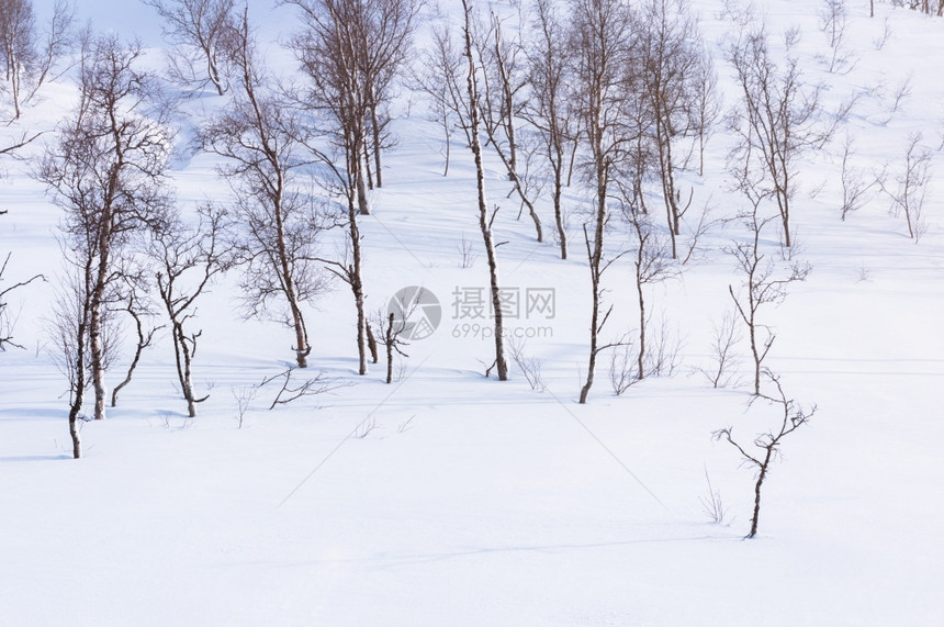 季节冬覆盖雪的森林树木天空降雪图片