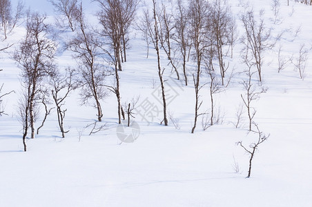 季节冬覆盖雪的森林树木天空降雪图片