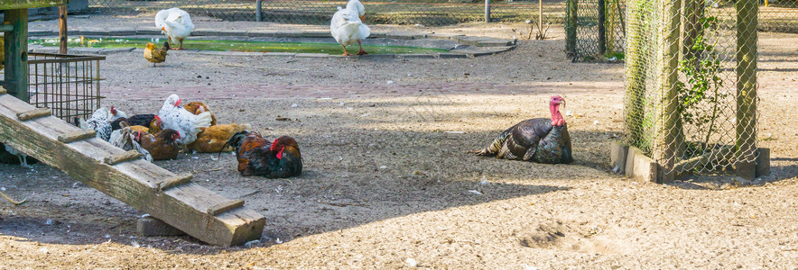黑火鸡和一群养在动物园里家禽农场亚洲图片