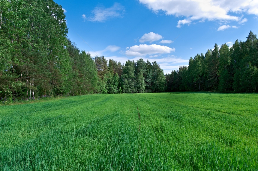 青草和蓝天空清楚的牧场宁静图片