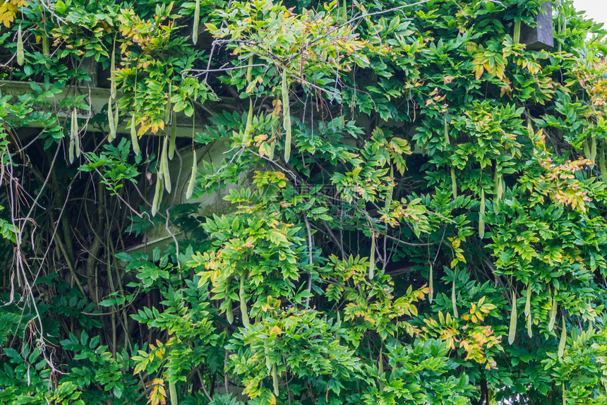 树在屋顶上种植大豆长的农业图片