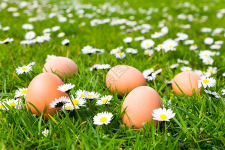 春天盛开的雏菊在绿色草地上的鸡蛋图片