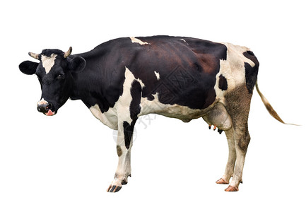 舳吃宠物在白色背景上被完全隔离的长在白色背景上的可爱的奶牛孤立在白色年轻发现黑母牛面前站在白色背景动物农场前黑色的背景