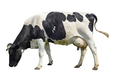 舳疯狂的在白色背景上被完全隔离的长在白色背景上的可爱的奶牛孤立在白色年轻发现黑母牛面前站在白色背景动物农场前脊椎年轻的背景
