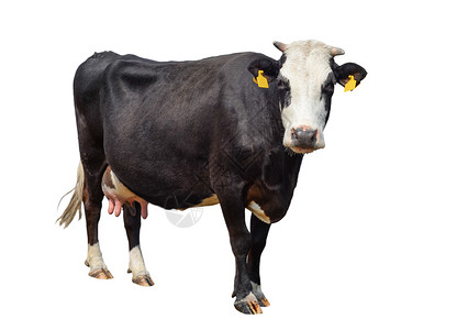 舳宠物在白色背景上被完全隔离的长在白色背景上的可爱的奶牛孤立在白色年轻发现黑母牛面前站在白色背景动物农场前黑色的脊椎动物背景