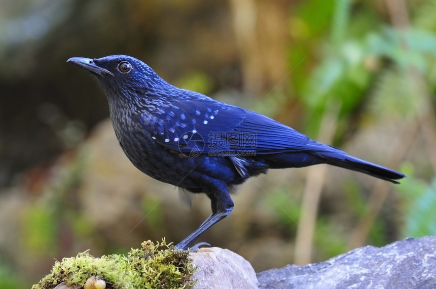 常设美丽的蓝鸟口哨画眉Mophonuscaeruleus站在岩石上户外图片