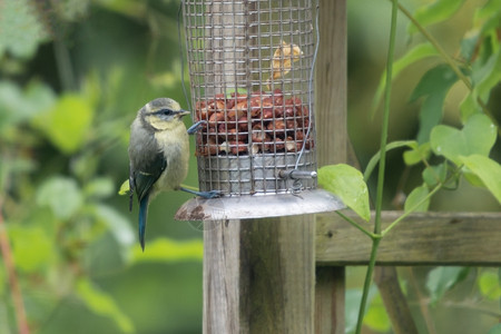 小鸟与虫羽毛馈线英国花园喂鸟器上的蓝山雀Cyanistescaeruleus颜色背景