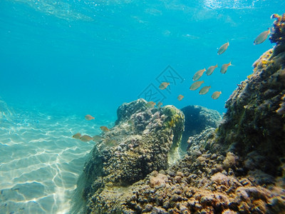 海洋浅的游泳爱奥尼亚海水下风景哥普射中图片