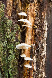 森林植物秋天在中树上生长的一群白色蘑菇公园图片