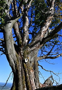 树叶古作为自然遗迹山毛榉图林根图片