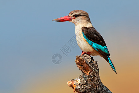 非洲Halcyonalbiventris南非克鲁格公园爪子翠鸟图片