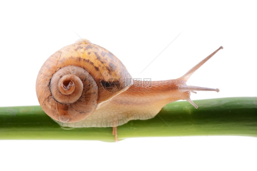 慢的竹子绿干上小棕蜗牛黏图片