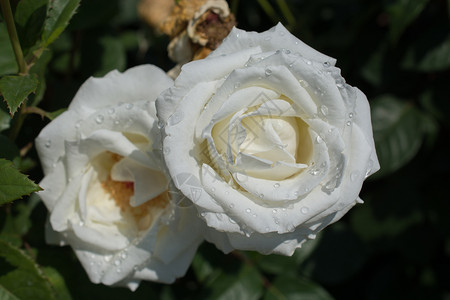 花园背景的两朵盛开美丽多彩玫瑰颜色春天公园图片