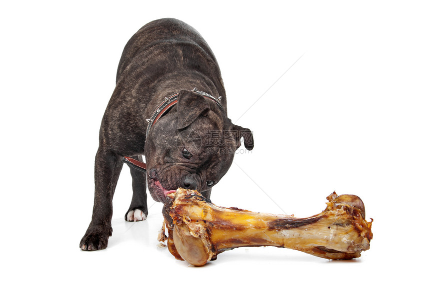 饥饿的狗英国斗牛犬吃着大块血骨头斯坦宁图片