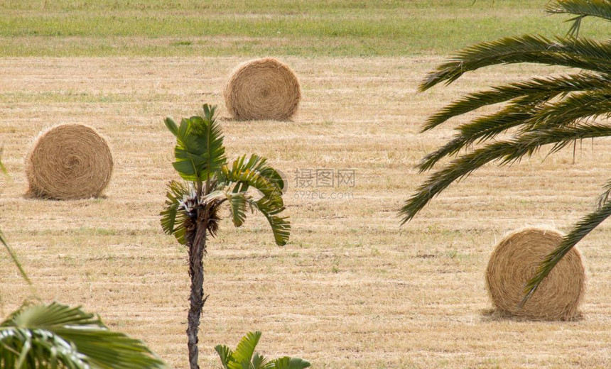 树木在塞浦路斯岛帕福的一个田地上棕榈树后面的圆环海巴雷斯帕利卡拉场景图片