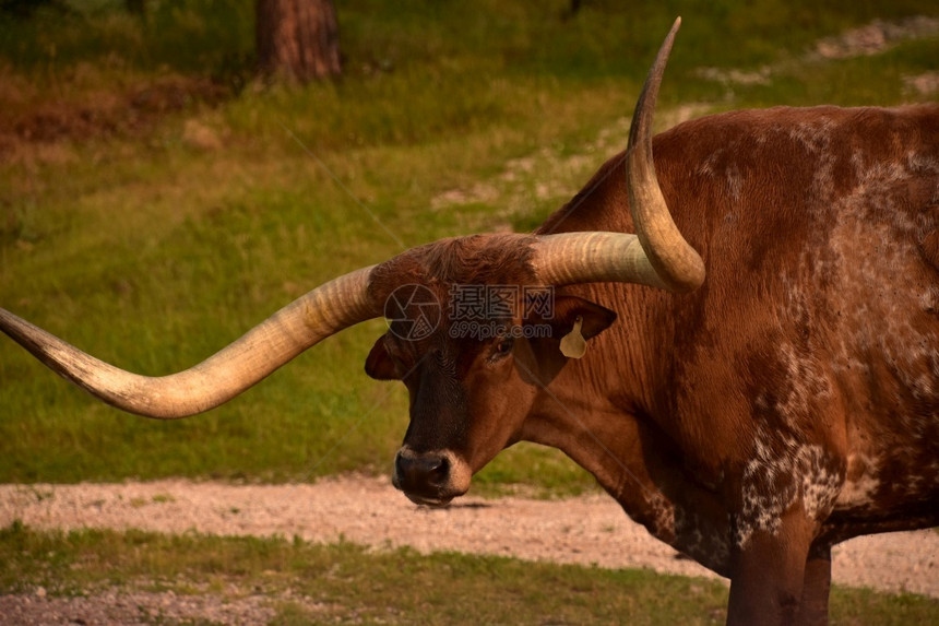 国内的农田户外近距离看着一头大棕色长角公牛的脸图片