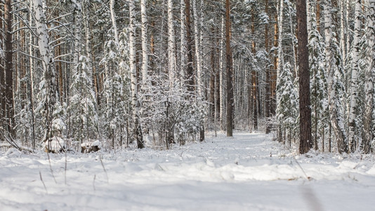 冬天季风雪覆盖树木的冬季场景圣诞节下雪的图片