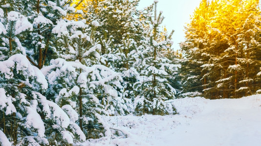 快乐的下雪仙境冬季风覆盖树木的冬季场景图片