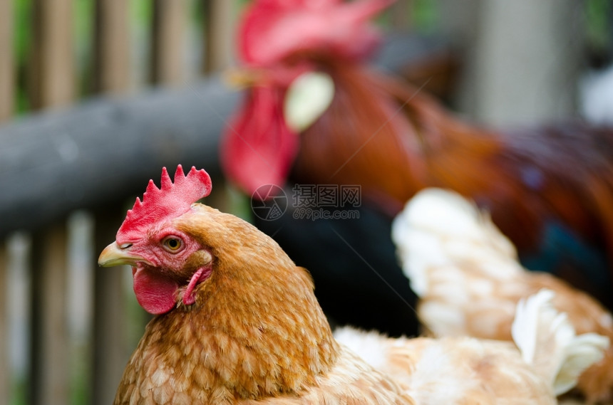 栅栏啄母鸡和公有机农场业背景中的鸡和公图片