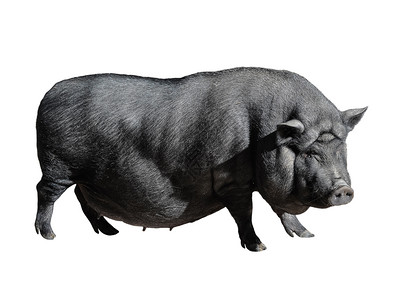 野生黑猪隔离白色越南语奇特的发现黑色维代名猪被孤立在白马铃薯和色背景农场动物上完全被隔离在白马王子腹中肉猪背景