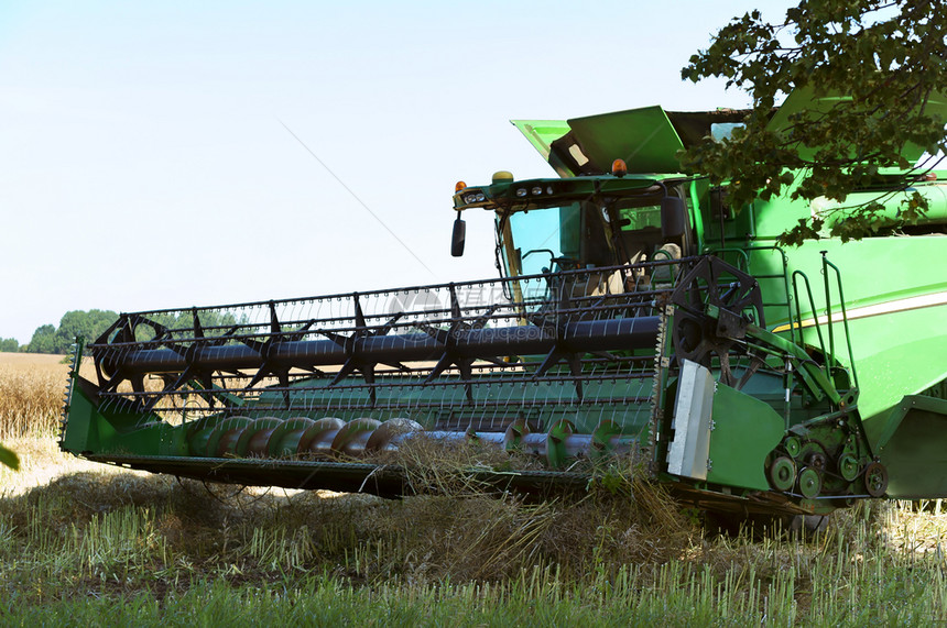 植物农业机械在田间作谷物收割机在田间作业农用地加里宁格勒小麦图片