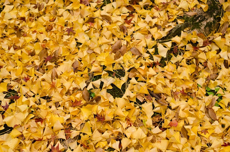 植被黄金果叶背景图案秋天黄银果叶在地上的背景模式树木金的图片