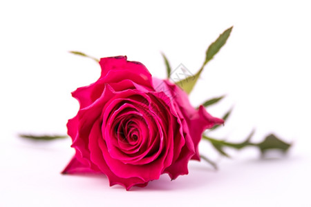 红玫瑰紧贴着孤立的白色玫瑰目生日红色图片